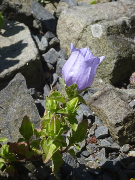 Campanula incurva 6